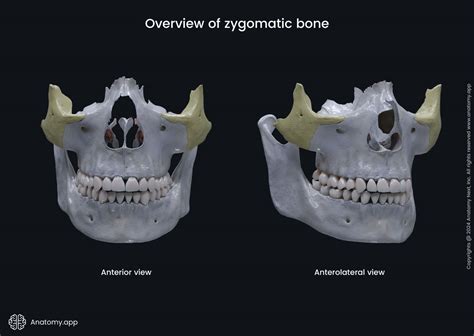 Overview Of Zygomatic Bone Media Library Anatomy App Learn