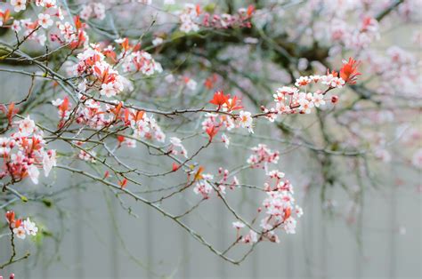 Cherry Blossom Tree · Free Stock Photo