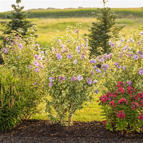 Sugar Tip Gold Rose Of Sharon Hibiscus Syriacus Proven Winners