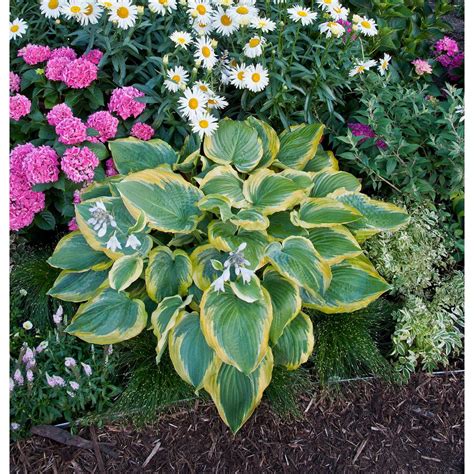 Proven Winners 065 Gal Shadowland Seducer Hosta Live Plant Green