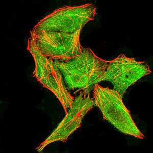 Clone 3B9E3 Antibody Products Biocompare