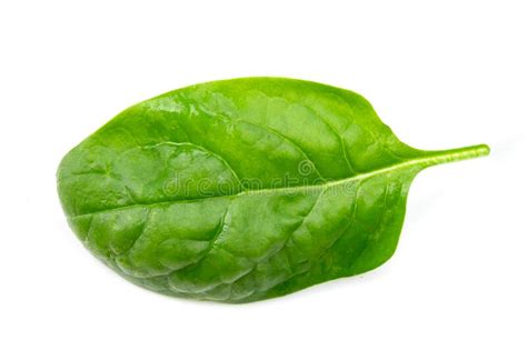 Fresh Spinach Leaves Isolated On A White Background Stock Photo Image