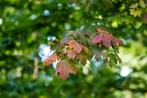 Wallpaper Sunlight Forest Nature Branch Green Blossom Autumn