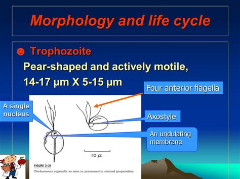 Trichomonas Vaginalis Life Cycle