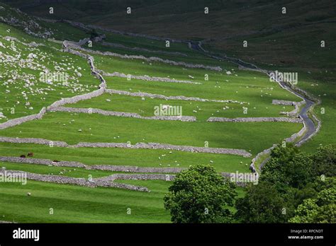 Dry Stone Walls And Fields With Sheep Beside Hawthorn Lane Near Gordale