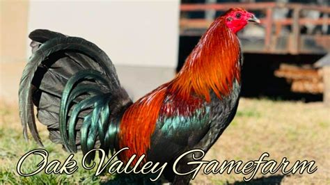 Leiper Melsim Grey OAK VALLEY FARM YouTube