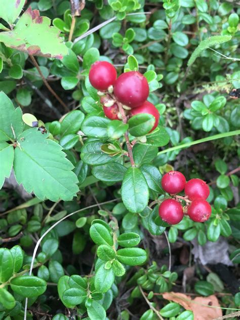 Bog cranberry – AWES | Agroforestry and Woodlot Extension Society of Alberta