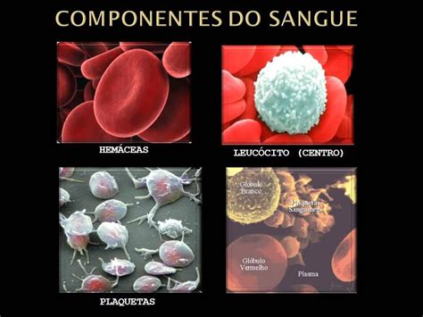 Quais São Os Componentes Do Sangue - Quais São Os Componentes Do Sangue - FDPLEARN