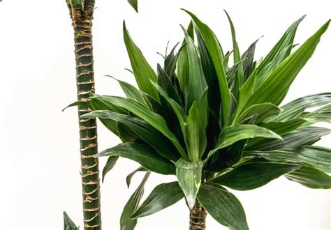 Dracaena Green Jewel 180cm