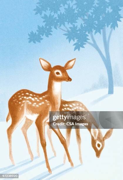 289 Baby Deer Snow Stock Photos, High-Res Pictures, and Images - Getty Images