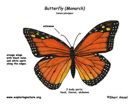 Butterfly Monarch