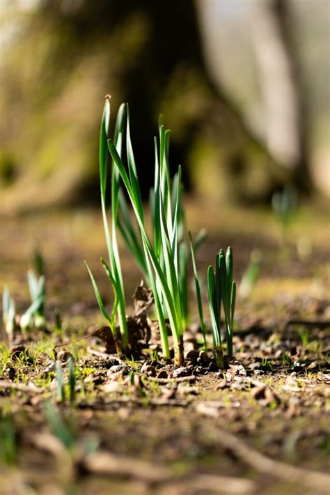 Plantation des poireaux Comment réussir en 4 étapes