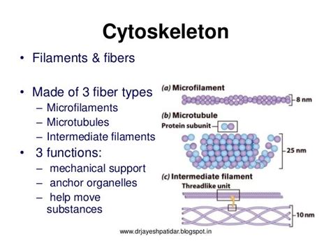 Human Cell And Its Function