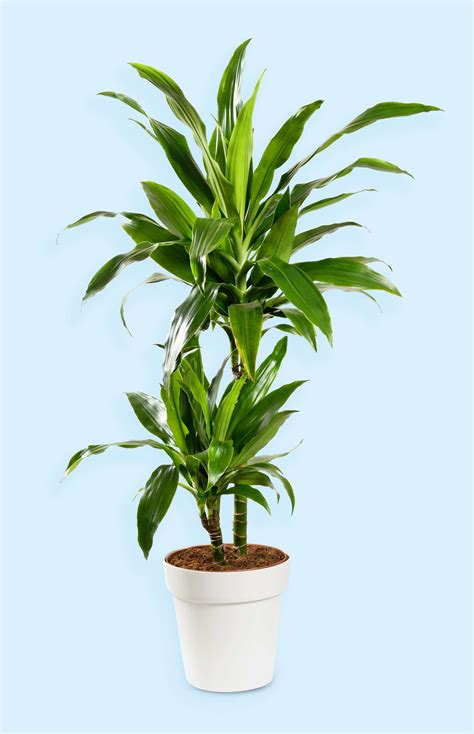 How to Grow and Care for the Easy-Care Dracaena Janet Craig