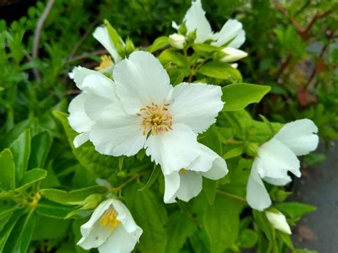 18 Beautiful Mock Orange Varieties (Philadelphus) - Petal Republic