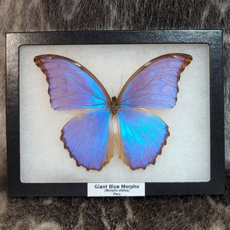 A Blue Morpho Butterfly In A Black Frame On A Fur Surface With The