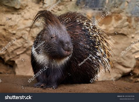 628 Porcupine habitat Images, Stock Photos & Vectors | Shutterstock