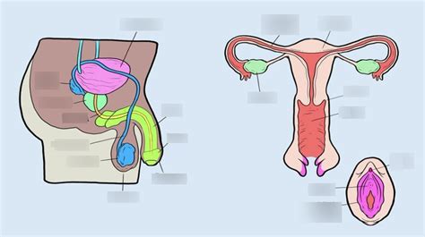 Diagram Voortplantingstelsel Man En Vrouw Quizlet