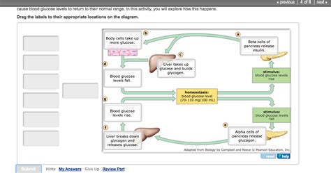 Mastering Biology Mbbody Systems Controlling Blood Glucose Levels