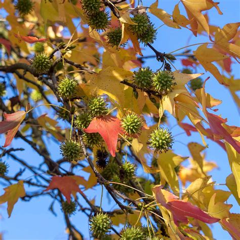 Liquidambar Styraciflua American Sweetgum Western Star Nurseries