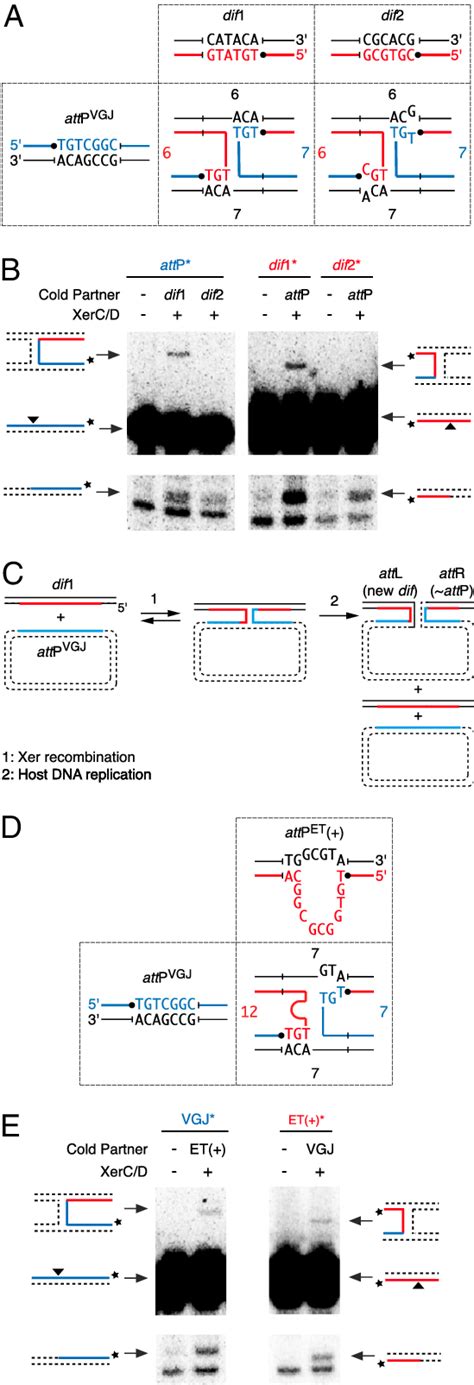 Xerc And Xerd Dependent Recombination Of Vgj Attp With Dif And Ctx