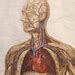 Vintage Anatomical Chart Of The Circulatory System Etsy