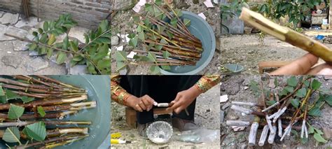 stek batang jambu biji merah kampus tani