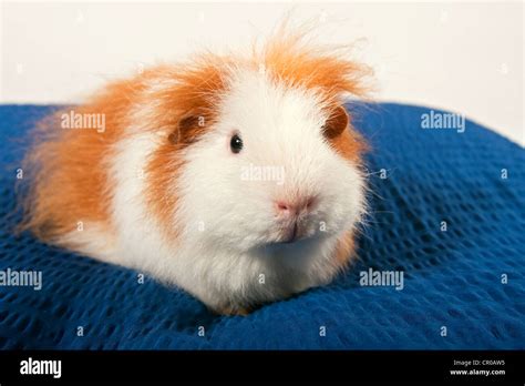 Swiss Teddy Guinea Pig Breed Cavia Porcellus Stock Photo Alamy