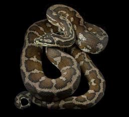 Carpet python complex morphs.