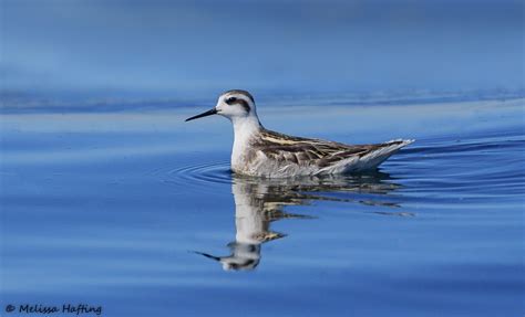 Red Necked Phalarope