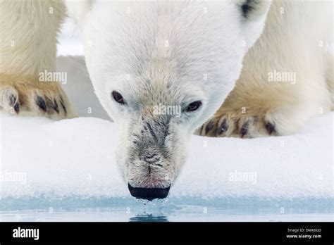 polar bear drinking stock photo alamy
