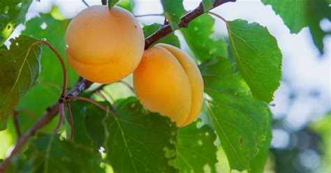 apricot tree plantilio