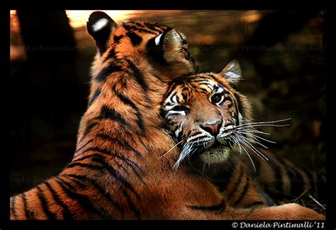 Tigers Cuddle Time By TVD Photography On DeviantArt