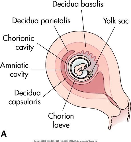 OB Embryology VO Flashcards Quizlet