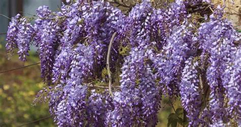 Wisteria Vine Care Tips On Growing The Wisteria Plant