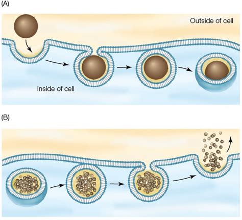 Endocytosis and Exocytosis