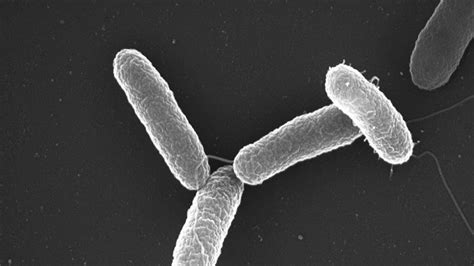 Investigadores Explican El Sistema Que Permite A La Bacteria Salmonella Sobrevivir En El Cuerpo