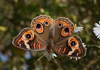 Buckeye Butterfly: A Fascinating Species with Vibrant Color