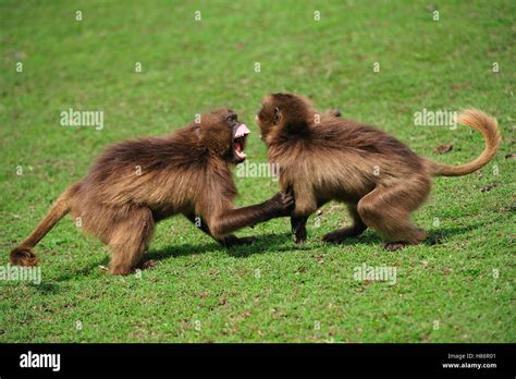 Gelada Baboon Theropithecus Gelada Juveniles Fighting Simien