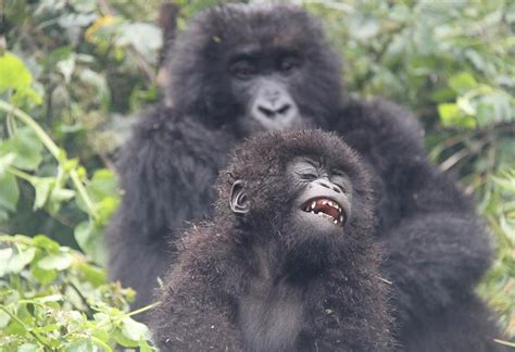 5 Days Uganda Gorilla Safari Safari Vacations Travel Services