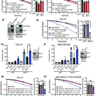 Mcl 1 Expression Leads To Radioresistance In TNBC Cell Lines