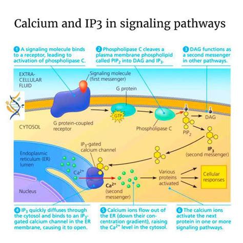 calcium  ip mechanism  hormone action medizzy