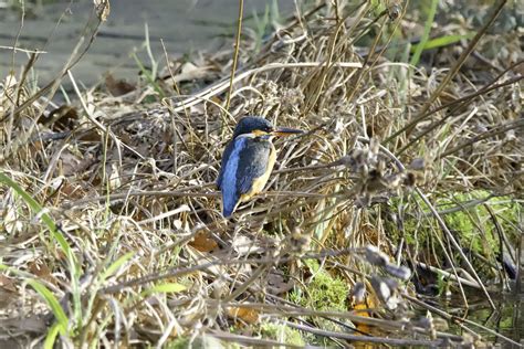 Eisvogel Im Ansitz Am Gartenteich Eisvogel Alcedo Atthis Flickr