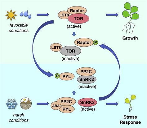 grow    grow tor  snrk coordinate growth  stress