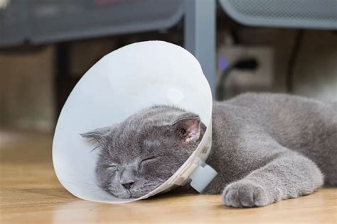 How Long To Keep Cone On A Cat After Spay Litter Boxes Magazine