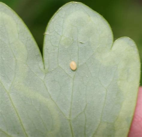 Columbine Leaf Miner Fly Phytomyza BugGuide Net