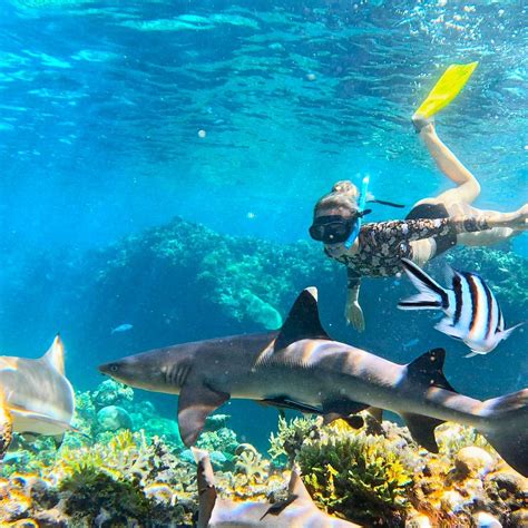 barefoot shark encounters fiji