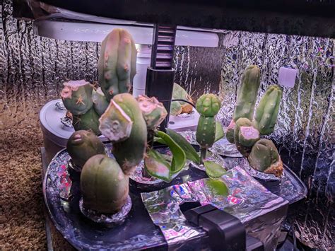 HydroPenis™ maintenance & new transplants : r/sanpedrocactus