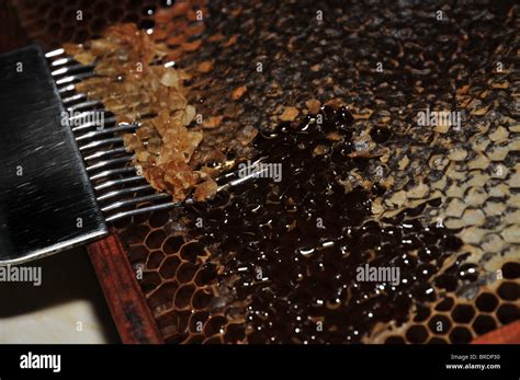 Beehive - honey extraction Stock Photo - Alamy