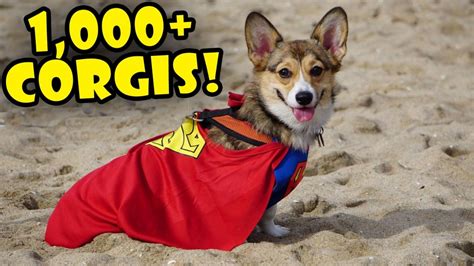 1000 Corgis In Costume Worlds Largest Corgi Party Life After